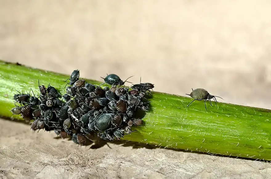 10 consejos: cómo mantener los pequeños insectos fuera de su túnel de polietileno
