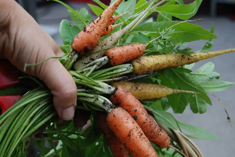18 mejores verduras para cultivar en Italia