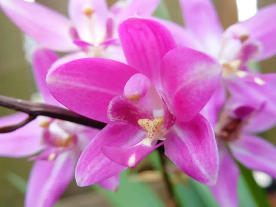 2 pasos sobre cómo cultivar orquídeas terrestres