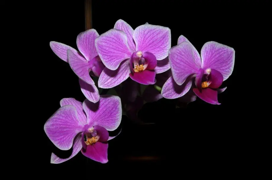 3 mejores formas de propagar orquídeas
