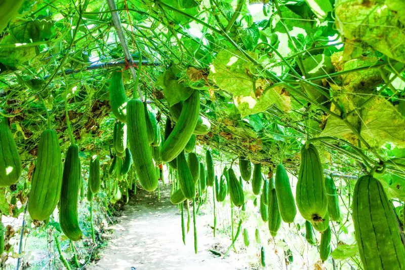 4 consejos secretos para cultivar calabacines en Italia