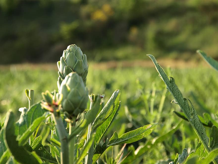 5 consejos para cultivar alcachofas en Italia