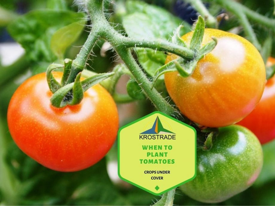 5 consejos sobre cuándo plantar tomates en invernadero en Inglaterra