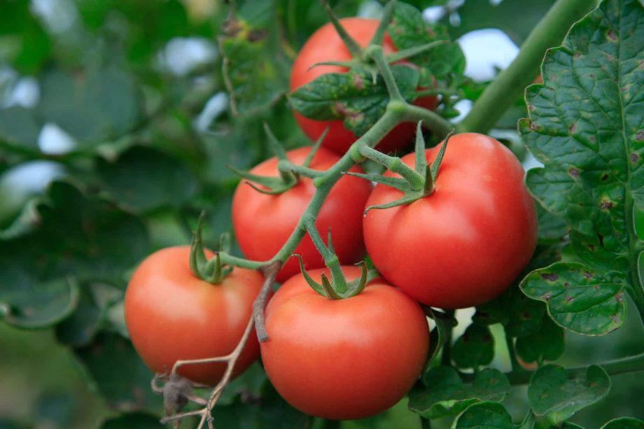 6 secretos sobre cómo cultivar tomates en Italia