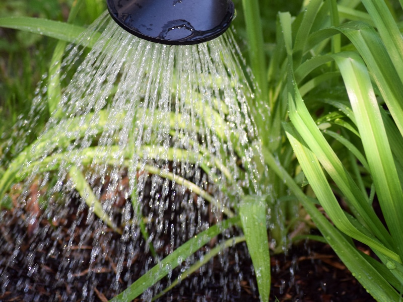 Cómo acidificar el agua para sus plantas