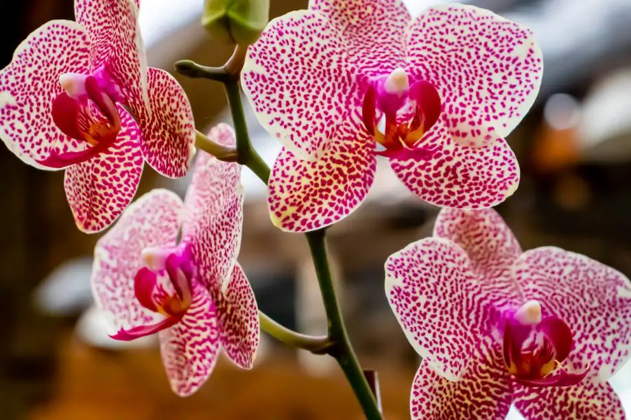 Cómo cruzar orquídeas con éxito