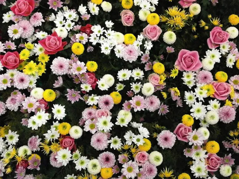 Cómo cuidar las rosas de alfombra. 3 factores para dominar