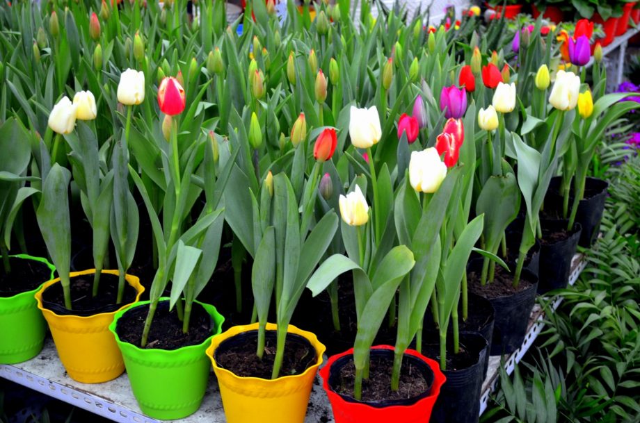 Cómo cuidar los tulipanes en macetas en 4 sencillos pasos