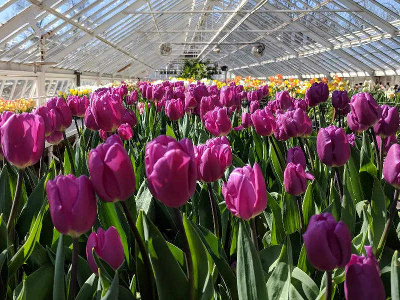 Cómo cuidar los tulipanes hidropónicos para lograr el éxito