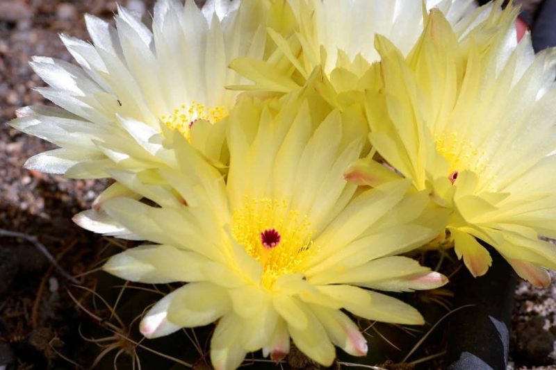 Cómo cuidar un cactus de primavera con éxito