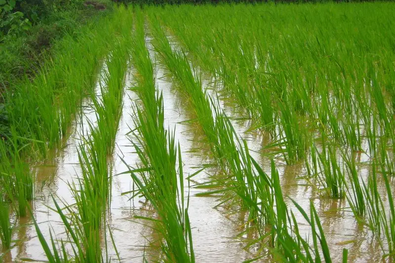 Cómo cultivar arroz hidropónico simplificado