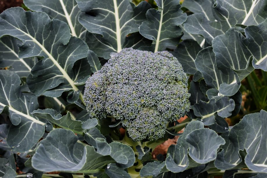Cómo cultivar broccolini de la mejor manera