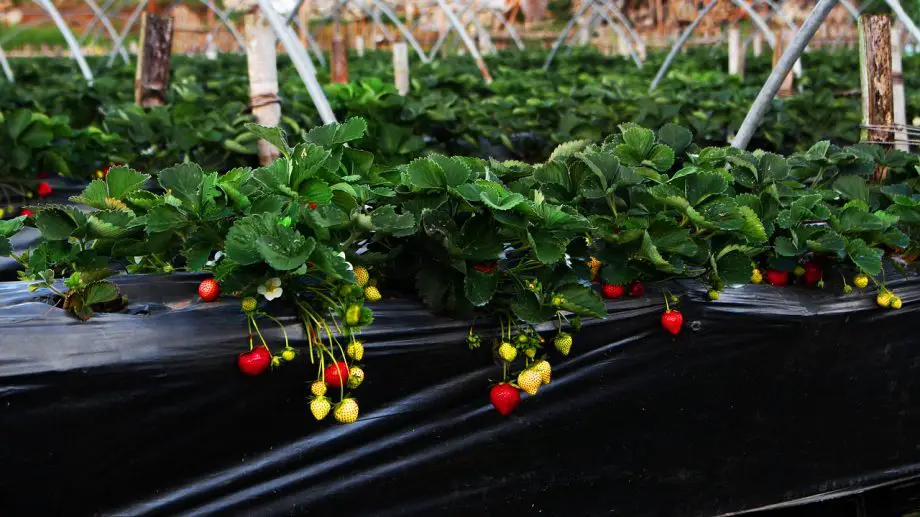 Cómo cultivar fresas hidropónicas