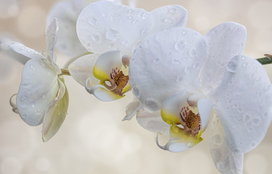 Cómo cultivar orquídeas en agua en 3 sencillos pasos
