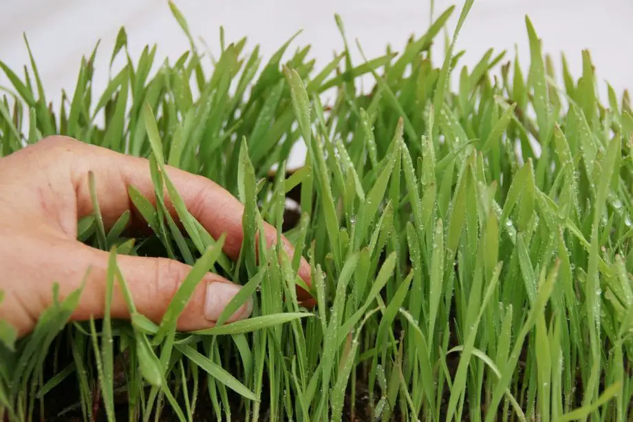 Cómo cultivar pasto de trigo hidropónicamente para lograr el éxito