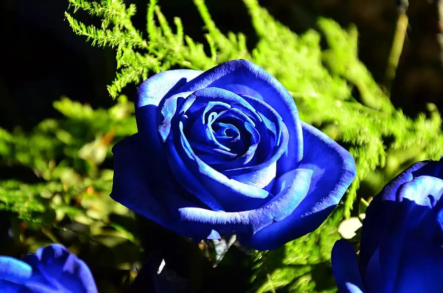 Cómo cultivar rosas azules
