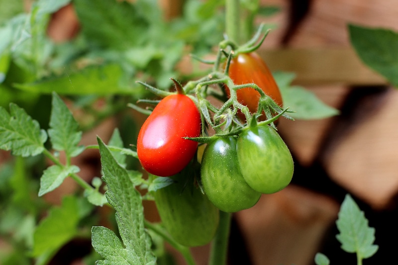Cómo cultivar tomates comercialmente para lograr el éxito