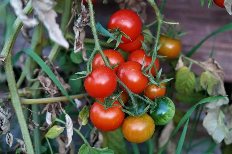 Cómo cultivar tomates en Italia: conceptos básicos