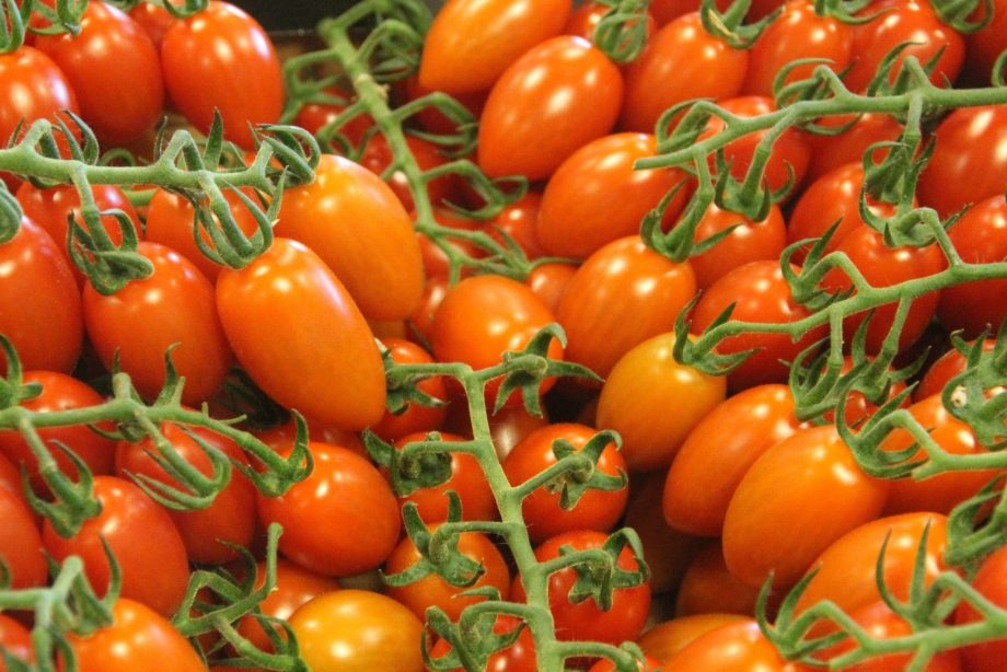 Cómo cultivar tomates en un mini túnel de polietileno