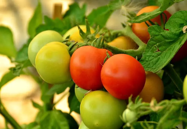 Cómo cultivar tomates. 5 consejos útiles a seguir
