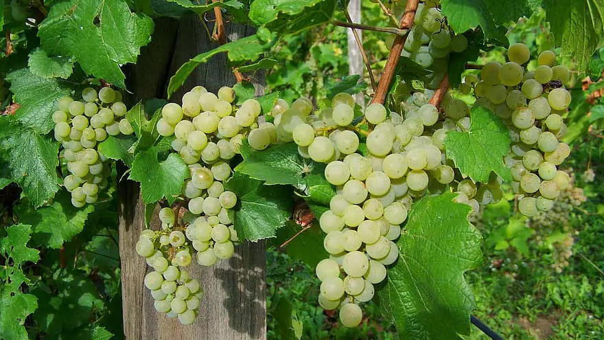 Cómo cultivar uvas en un pequeño túnel de polietileno