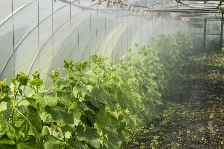 Cómo cultivar verduras en un túnel de polietileno durante todo el año