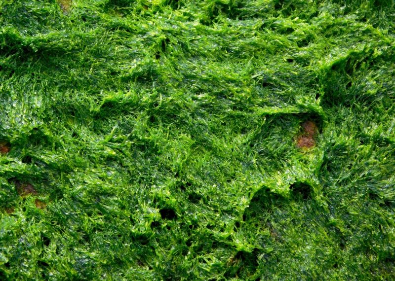 Cómo deshacerse de las algas verdes en su suelo de siembra