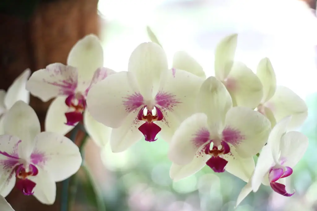 Cómo deshacerse de las cochinillas en las orquídeas: 3 sencillos consejos