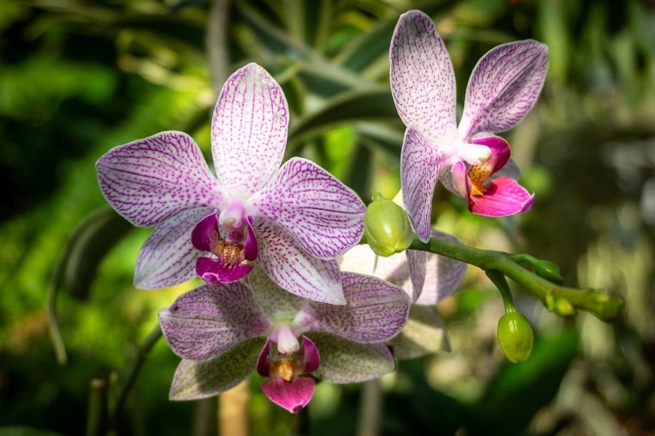 Cómo deshacerse de las escamas en las orquídeas con éxito