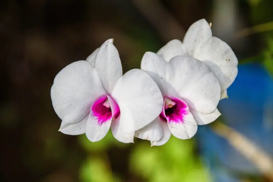 Cómo deshacerse de los ácaros en las orquídeas