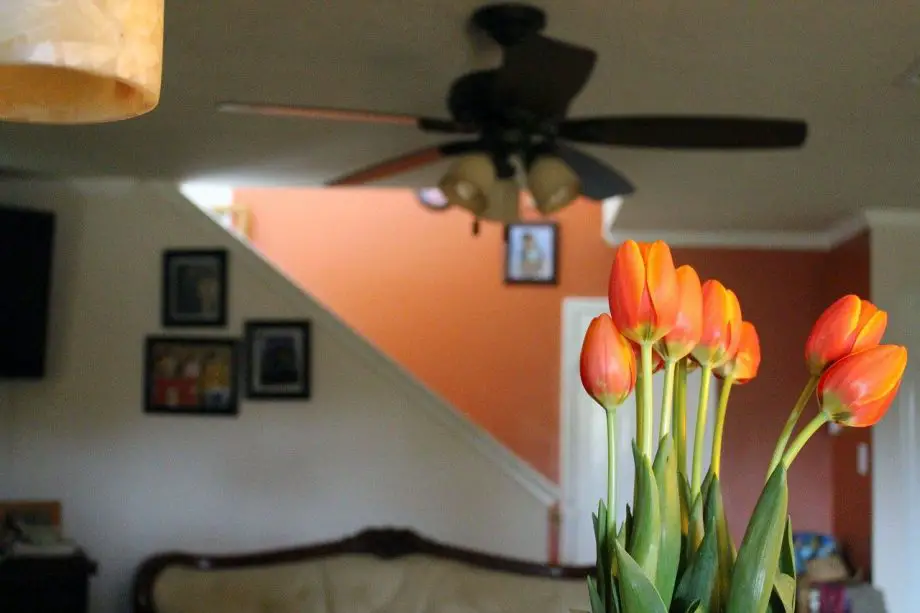 Cómo forzar a los tulipanes a florecer en interiores