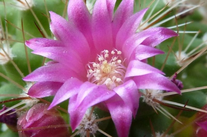 Cómo hacer florecer el cactus. 2 factores para el éxito