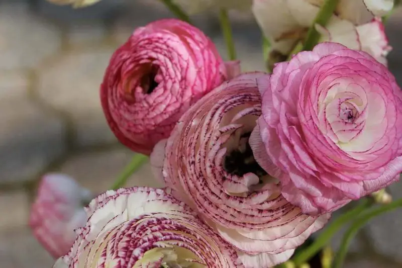 Cómo mantener floreciendo las gerberas: 6 consejos útiles