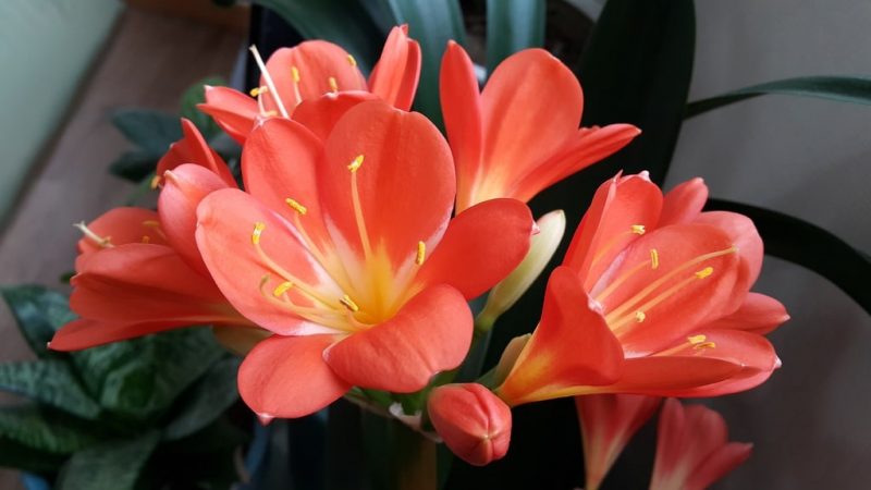 Cómo mantener vivos los tulipanes en macetas: una guía paso a paso
