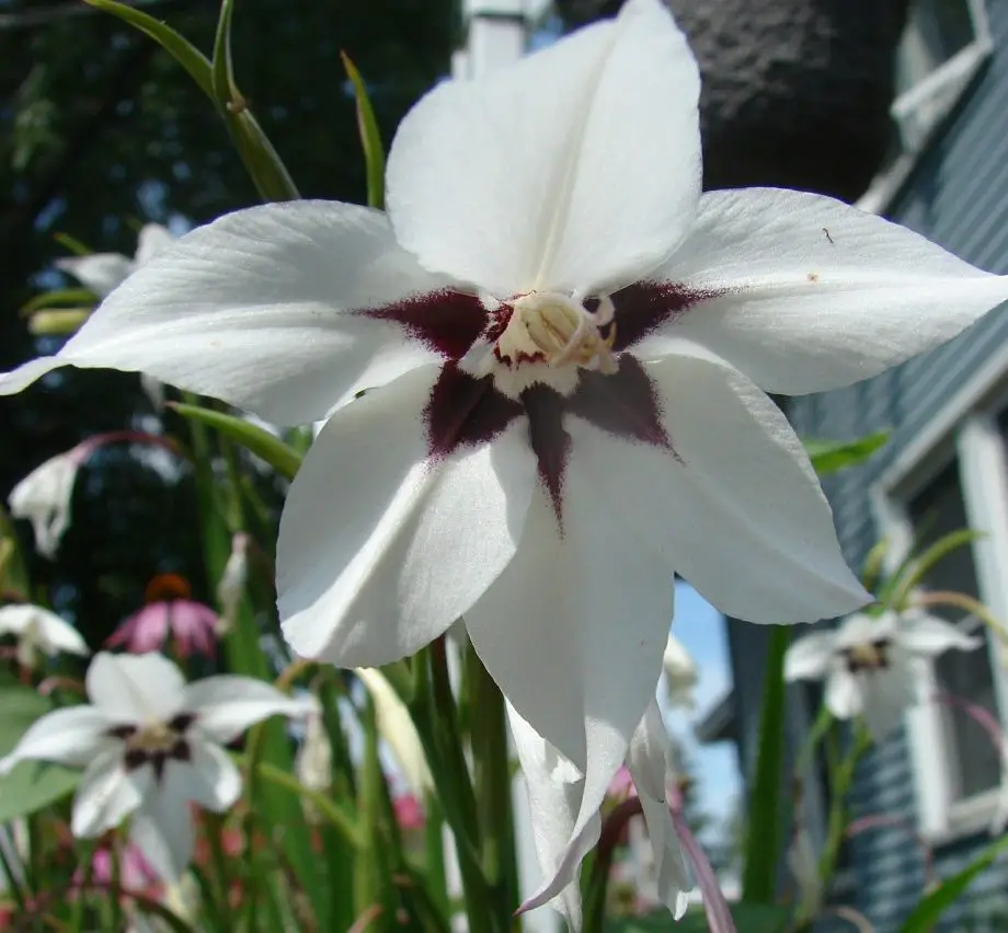 Cómo plantar bulbos de orquídeas de pavo real en 3 sencillos pasos