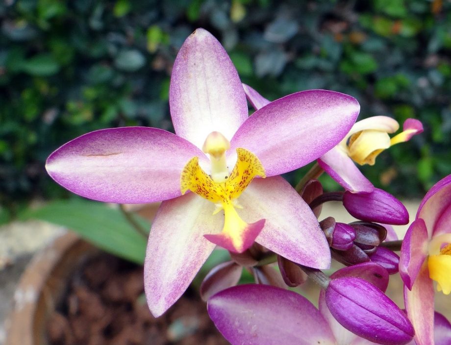 Cómo plantar orquídeas terrestres. 2 sencillos pasos