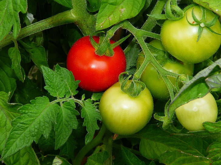 Cómo polinizar tomates de interior