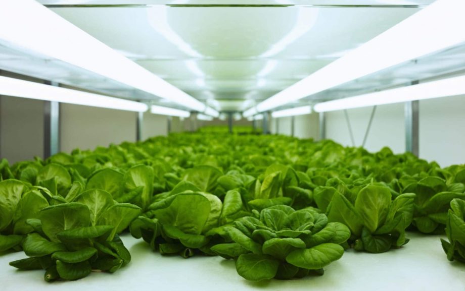 Cómo poner en marcha las plantas de hortalizas en un mini túnel de polietileno