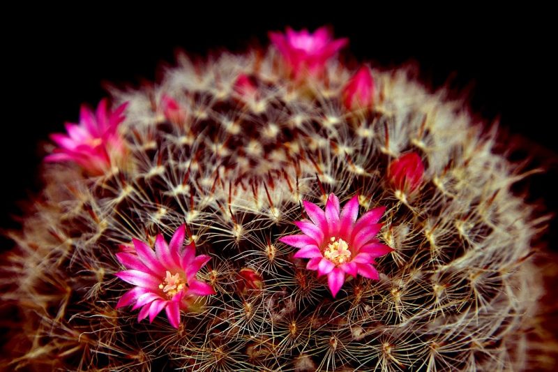 Cómo quitar flores falsas de un cactus sin dañar la planta