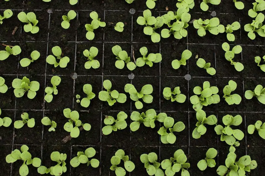 Cómo saber cuándo cosechar los vegetales verdes pequeños Polytunnel