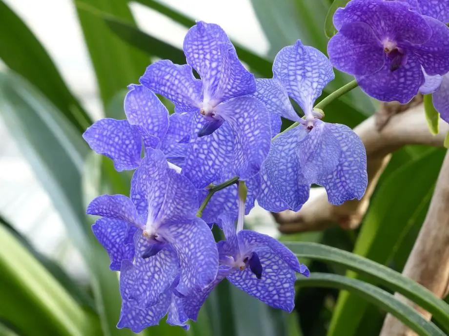Cómo teñir las orquídeas de azul. 2 formas fáciles
