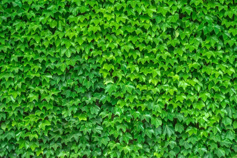 Cómo trasplantar la cubierta vegetal Ivy en 2 sencillos pasos