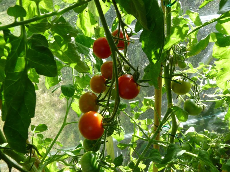 Cuándo comenzar a cultivar tomates en Polytunnel