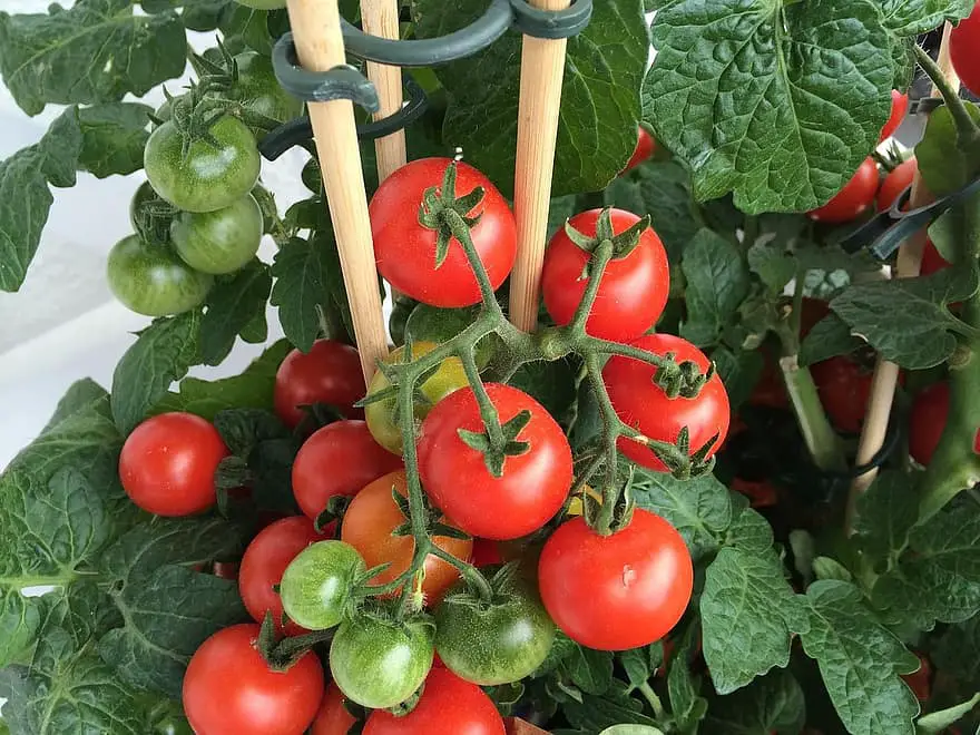 Cuándo plantar tomates en Kentucky para lograr el éxito