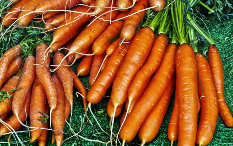 Cuándo plantar zanahorias en Italia