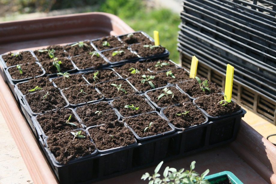 Cultivo de semillas de albahaca: cuándo trasplantar plántulas de albahaca