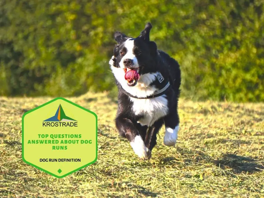 Definición de carrera de perros | Principales preguntas respondidas sobre carreras de perros