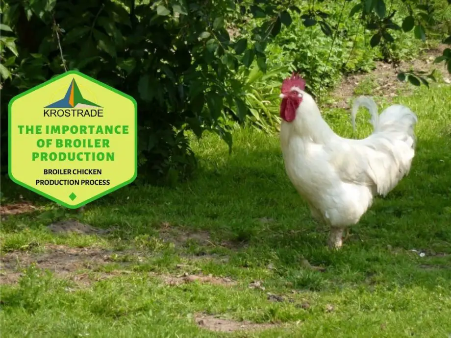 La importancia de la producción de pollos de engorde; 9 términos fáciles