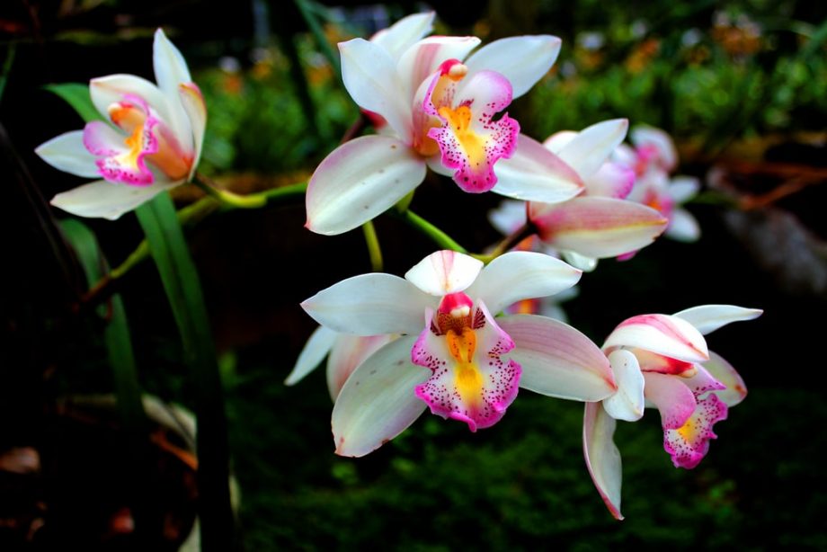 La mejor guía sobre cómo dividir las orquídeas