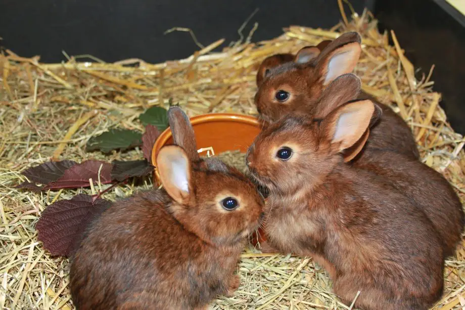 Límite de edad de cría de conejos: consejos para recordar
